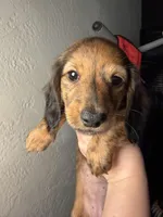 Mika, a female Miniature Dachshund for sale in San Francisco, CA – Photo 6 of 7