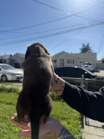 Mika, a female Miniature Dachshund for sale in San Francisco, CA – Photo 2 of 7