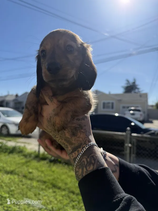 Mika – Miniature Dachshund puppy for sale in San Francisco, CA