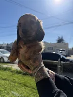 Mika, a female Miniature Dachshund for sale in San Francisco, CA – Photo 1 of 7