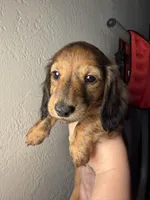 Mika, a female Miniature Dachshund for sale in San Francisco, CA – Photo 5 of 7