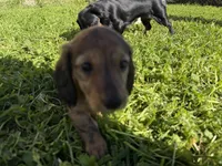 Mika, a female Miniature Dachshund for sale in San Francisco, CA – Photo 4 of 7