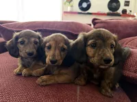 Mika, a female Miniature Dachshund for sale in San Francisco, CA – Photo 7 of 7