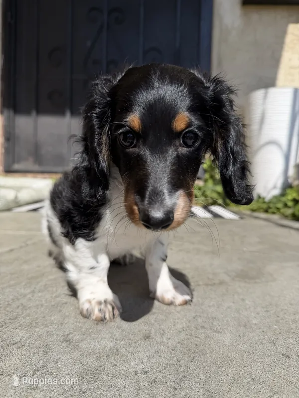 Boone – Miniature Dachshund puppy for sale in San Francisco, CA