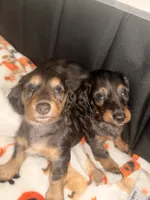 Rosco, a male Miniature Dachshund for sale in San Francisco, CA – 3 of 3