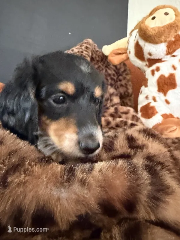 Puppy 3 – Miniature Dachshund puppy for sale in San Francisco, CA
