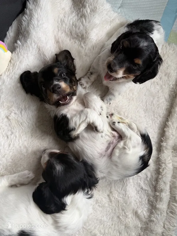 Boone – Miniature Dachshund puppy for sale in San Francisco, CA