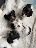Boone, a male Miniature Dachshund for sale in San Francisco, CA – 1 of 4
