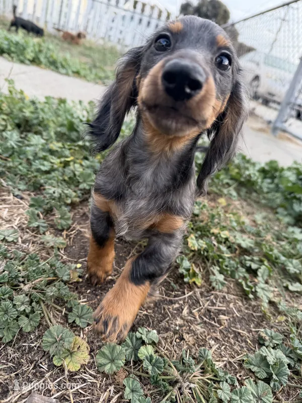 Rosco – Miniature Dachshund puppy for sale in San Francisco, CA