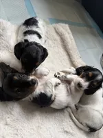 Boone, a male Miniature Dachshund for sale in San Francisco, CA – 4 of 4