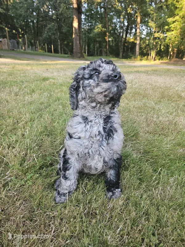 Blue Merle female 1 – Goldendoodle puppy for sale in Battle Ground, WA
