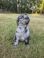 Blue Merle female 1, a female Goldendoodle for sale in Battle Ground, WA – 1 of 5