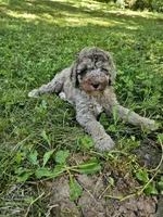 Brown Merle Female 1, a female Poodle - Standard  for sale in Battle Ground, WA – 2 of 9