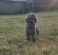 Blue Merle female 2, a female Goldendoodle for sale in Battle Ground, WA – 4 of 7