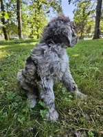 Brown merle female 2, a female Poodle - Standard  for sale in Battle Ground, WA – 6 of 8