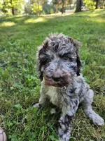 Brown merle female 2, a female Poodle - Standard  for sale in Battle Ground, WA – 4 of 8