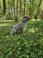 Brown Merle Female 1, a female Poodle - Standard  for sale in Battle Ground, WA – 5 of 9
