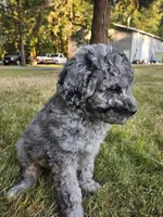 Blue Merle female 2, a female Goldendoodle for sale in Battle Ground, WA – 6 of 7