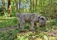 Brown Merle Female 1, a female Poodle - Standard  for sale in Battle Ground, WA – 7 of 9