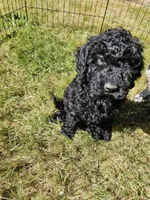 Black Female , a female Goldendoodle for sale in Battle Ground, WA – 2 of 5