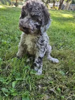 Brown merle female 2, a female Poodle - Standard  for sale in Battle Ground, WA – 5 of 8