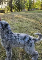 Blue Merle F1B Female, a female Goldendoodle for sale in Battle Ground, WA – 8 of 8