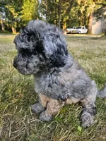 Blue Merle female 2, a female Goldendoodle for sale in Battle Ground, WA – 7 of 7