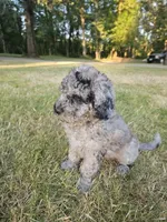 Blue Merle female 2, a female Goldendoodle for sale in Battle Ground, WA – 2 of 7