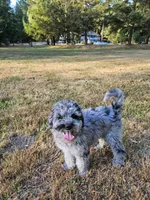 Blue Merle F1B Female, a female Goldendoodle for sale in Battle Ground, WA – 3 of 8