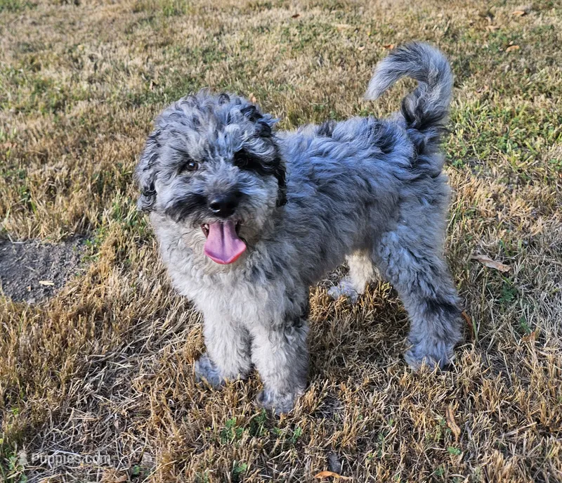 Blue Merle F1B Female – Goldendoodle puppy for sale in Battle Ground, WA
