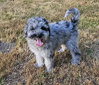 Blue Merle F1B Female, a female Goldendoodle for sale in Battle Ground, WA – 1 of 8