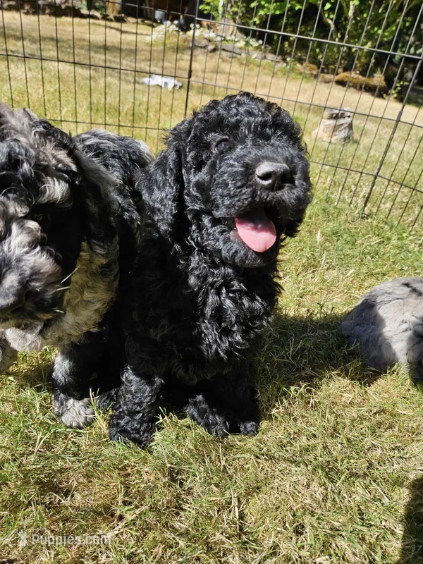 Black Female  – Goldendoodle puppy for sale in Battle Ground, WA