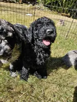 Black Female , a female Goldendoodle for sale in Battle Ground, WA – 1 of 5