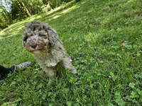 Brown Merle Female 1, a female Poodle - Standard  for sale in Battle Ground, WA – 4 of 9