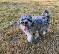 Blue Merle F1B Female, a female Goldendoodle for sale in Battle Ground, WA – 2 of 8