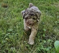 Brown Merle Female 1, a female Poodle - Standard  for sale in Battle Ground, WA – 8 of 9