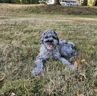 Blue Merle F1B Female, a female Goldendoodle for sale in Battle Ground, WA – 5 of 8