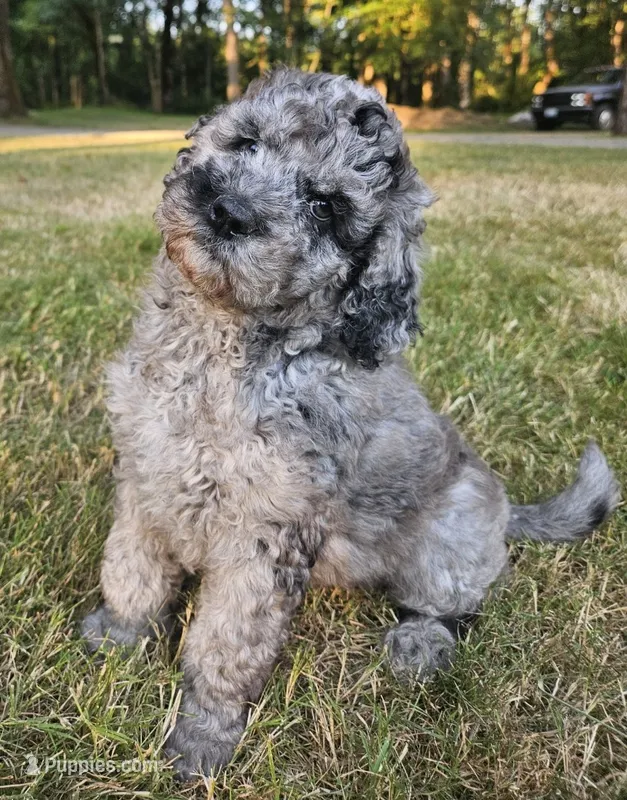 Blue Merle female 2 – Goldendoodle puppy for sale in Battle Ground, WA