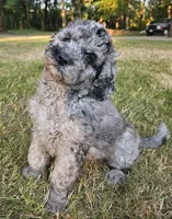 Blue Merle female 2, a female Goldendoodle for sale in Battle Ground, WA – 1 of 7
