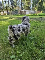 Brown merle female 2, a female Poodle - Standard  for sale in Battle Ground, WA – 8 of 8