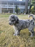 Blue Merle female 2, a female Goldendoodle for sale in Battle Ground, WA – 5 of 7
