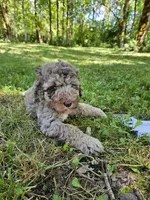 Brown Merle Female 1, a female Poodle - Standard  for sale in Battle Ground, WA – 3 of 9