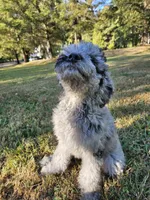 Blue Merle F1B Female, a female Goldendoodle for sale in Battle Ground, WA – 7 of 8