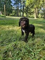 Brown Female , a female Poodle - Standard  for sale in Battle Ground, WA – 7 of 7