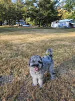 Blue Merle F1B Female, a female Goldendoodle for sale in Battle Ground, WA – 4 of 8