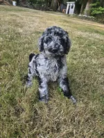 Blue Merle female 1, a female Goldendoodle for sale in Battle Ground, WA – 3 of 5