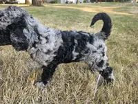 Blue Merle female 1, a female Goldendoodle for sale in Battle Ground, WA – 5 of 5