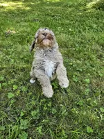 Brown Merle Female 1, a female Poodle - Standard  for sale in Battle Ground, WA – 9 of 9
