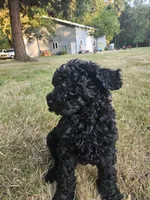 Black Female , a female Goldendoodle for sale in Battle Ground, WA – 4 of 5