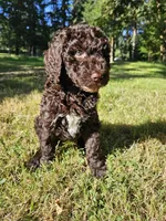 Brown Female , a female Poodle - Standard  for sale in Battle Ground, WA – 2 of 7